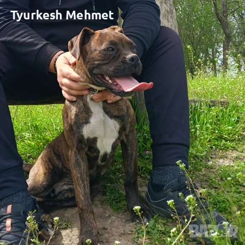 тигров боксер........., снимка 3 - Боксер - 52887353