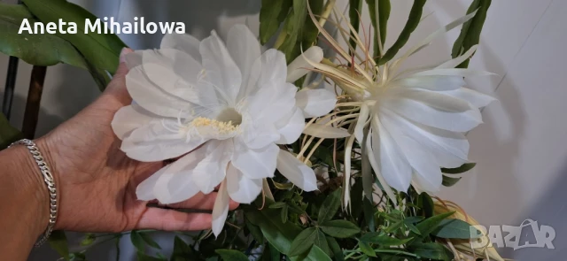 Бял ароматен Епифилум , снимка 1