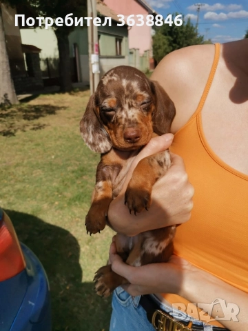 Мини дакел, снимка 3 - Дакели - 51759013