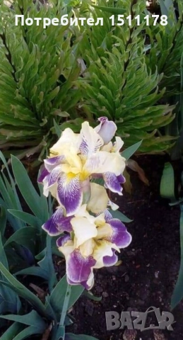 Цвете Ирис за градината , снимка 2 - Сортови семена и луковици - 51501515