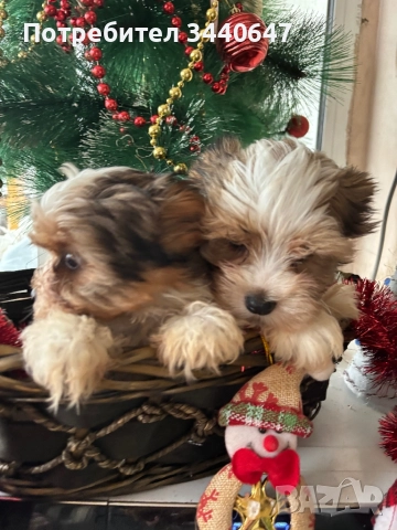 Мъжко йорки, снимка 12 - Йоркширски териер - 52553604