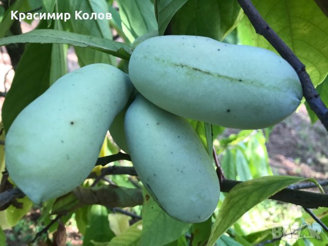 Индиански банан, Асимина трилоба, Asimina triloba,семена и растения, снимка 2 - Разсади - 27092676