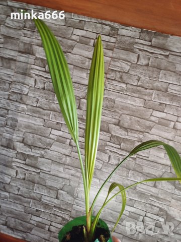 Финикова палма, снимка 1 - Стайни растения - 44115203