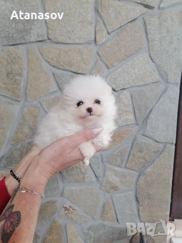 Померан Померанчета