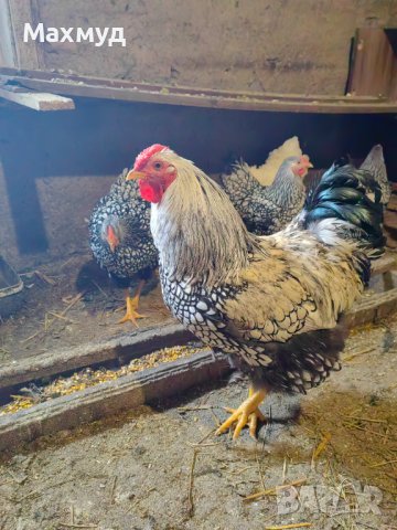 Яйца от Виандот сребърен и гсг , снимка 9 - Кокошки и пуйки - 40390678