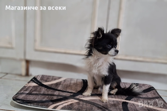 Мъжки чихуахуа търси женска, снимка 15 - Чихуахуа - 52471162