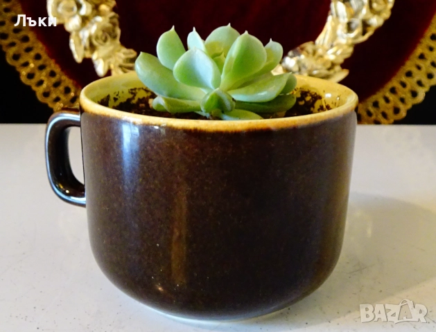 Сукулент Echeveria runionii Topsy Turvy в чаша . , снимка 5 - Стайни растения - 52674618