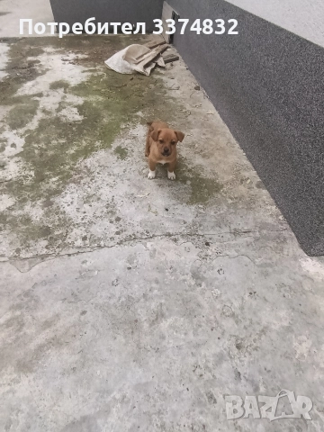 продавам малки кученца, снимка 4 - Други - 52201702