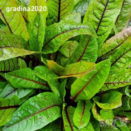     Кървав киселец, лапад, снимка 3 - Разсади - 48300628