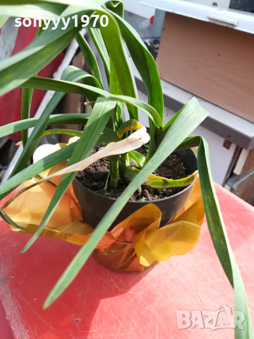 лук чесън в саксия с почва 2003241535, снимка 9 - Градински цветя и растения - 44860841