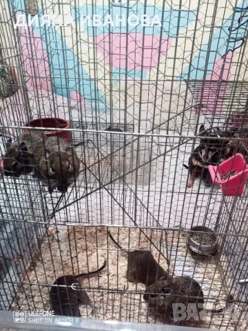 Катерички дегу, снимка 9 - Други - 48394298