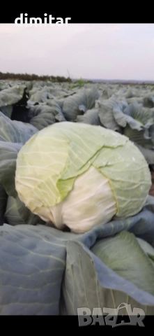 зеле Марлу, снимка 3 - Разсади - 51886483