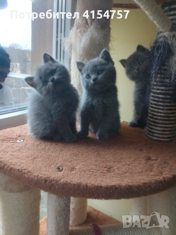 Британски принцеси, снимка 4 - Британска късокосместа - 52917554