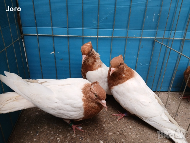 Джимпели Архангели , снимка 7 - Гълъби - 51633514