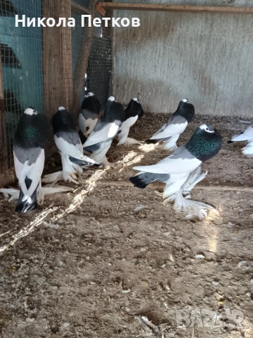  Седлати болани , снимка 7 - Гълъби - 52790834