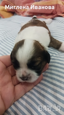 Ши тцу, снимка 4 - Ши Тцу - 52447041