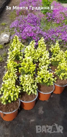 Канадски Смърч -Дейзи Уайт, снимка 6 - Градински цветя и растения - 49494615