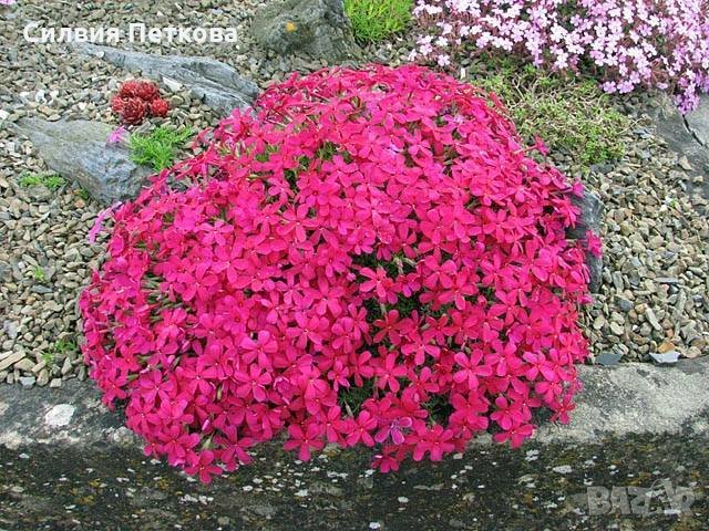 Разсад Флокс 6 цвята-Бял,лилав,розов,,шарен,виолет и цикламен