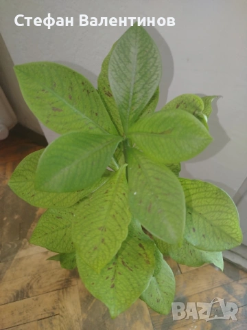 Еуфорбиякаучукова- саксийно растение. , снимка 3 - Градински цветя и растения - 51625139