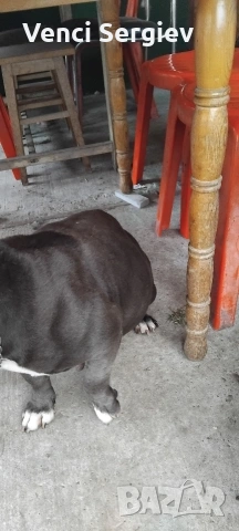 американско були покет, снимка 3 - Питбул - 53598296