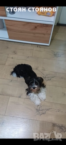 Продавам Бивер йорки, снимка 5 - Йоркширски териер - 52324508