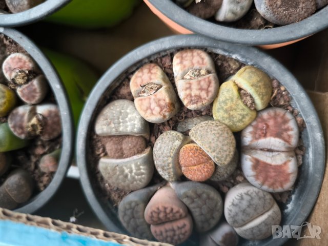 Lithops/живи камъчета/, снимка 8 - Стайни растения - 39521079