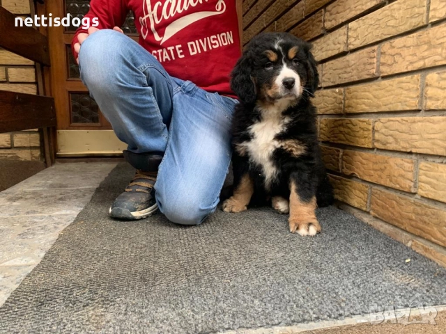 Бернски Овчарки (Бернски Зененхунд) - внос, снимка 4 - Други - 48021243