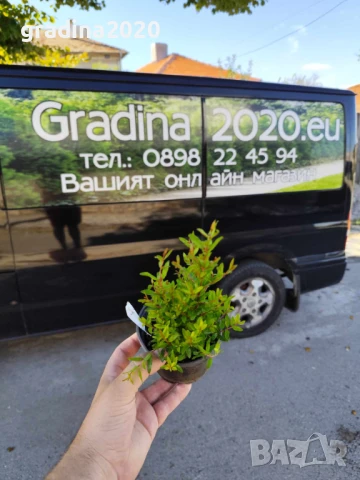 Нар фиданки  - Punika granatum  Студоустойчив и Самоопрашващ  , снимка 6 - Градински цветя и растения - 27194204