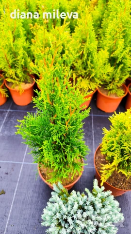 Промо пакет от 3бр студоустойчиви иглолистни и вечнозелени растения!, снимка 5 - Градински цветя и растения - 51219566