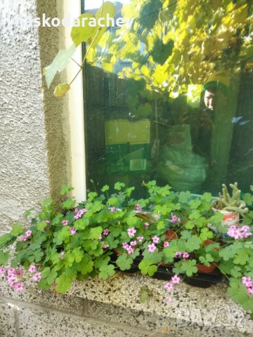 Детелини цъфтящи розово, снимка 11 - Градински цветя и растения - 34949387
