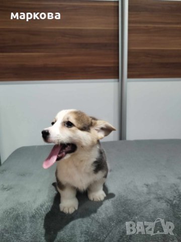 Уелско корги, снимка 4 - Други - 42621793