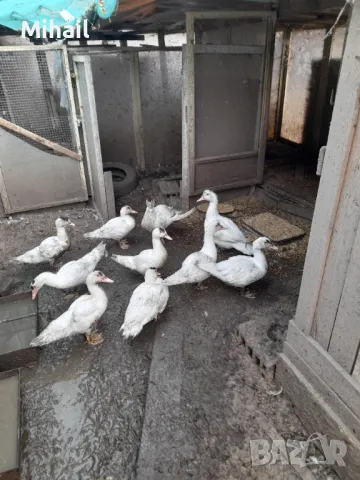 Продавам яйца от неми патици, снимка 1