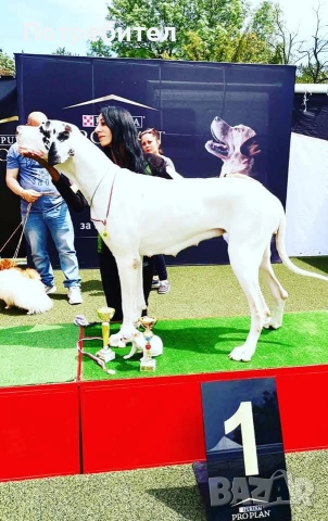 Немски дог мъжки и женски, снимка 7 - Немски дог - 45664449