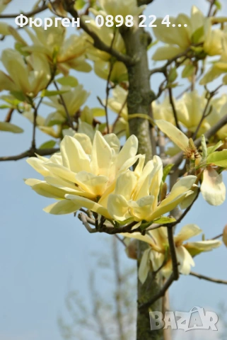 Магнолия Елизабет - Magnolia Elizabet, снимка 3 - Разсади - 53541920