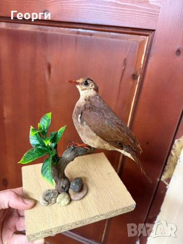 Препарирани птици, снимка 3 - Оборудване и аксесоари за оръжия - 52893190