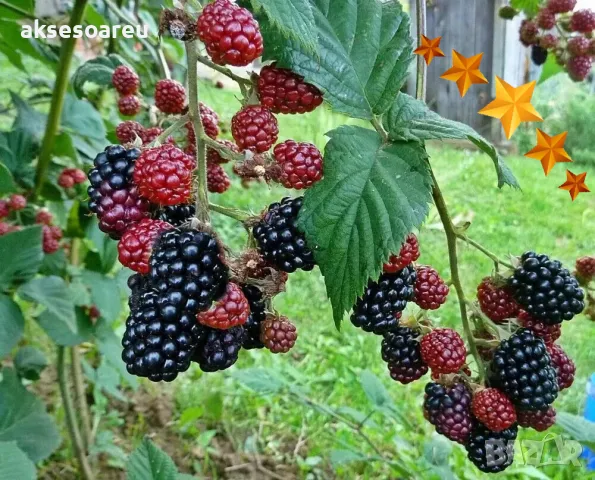 Висококачествени нови семена от хранителна Къпина без бодли Rubus rusticanus 50+ семена антиоксидант, снимка 2 - Сортови семена и луковици - 49257573