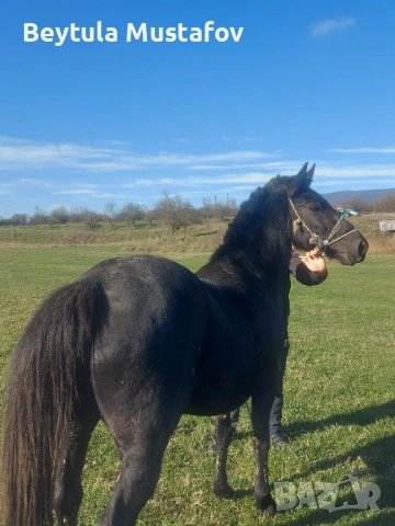 Продават се Кобила на 6г и конче 6-7 месеца , снимка 4 - Коне - 53218217