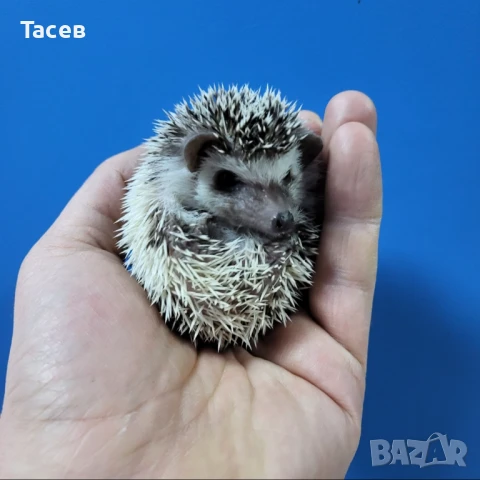 Мини африкански таралежчета, снимка 1