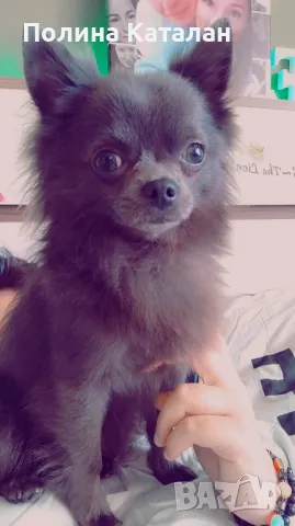 Дългокосместо чихуахуа