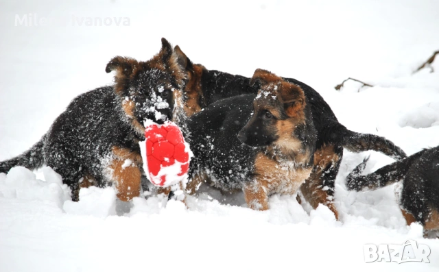 Мъжка немска овчарка с родословие, снимка 9 - Немска овчарка - 53506474
