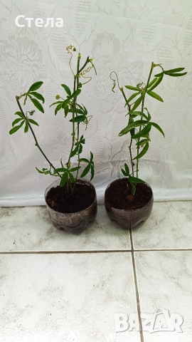 Сциндапсус, Индрише, Пасифлора, Бенджамин и други стайни цветя , снимка 13 - Стайни растения - 48091125