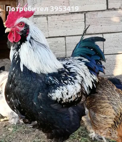 яйца за люпене