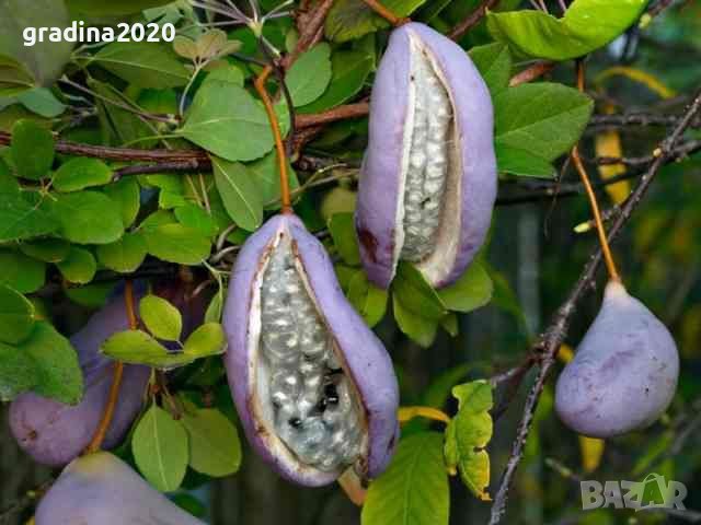     Акебия, Шоколадова лоза / Akebia quinata, снимка 2 - Разсади - 39745581