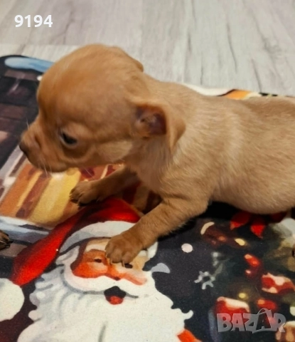 пинчери., снимка 3 - Пинчер - 52724103