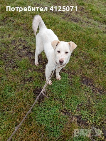 Подарявам бяло кученце, снимка 3 - Други - 53542153