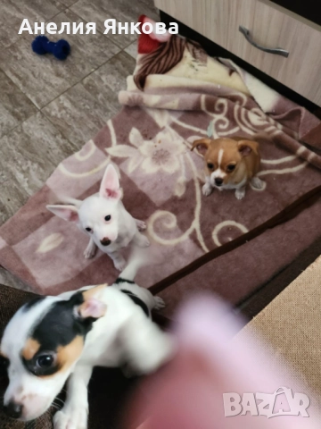 Пинчери, снимка 1