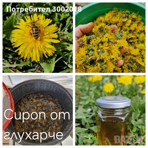 семена стари сортове , снимка 17 - Сортови семена и луковици - 51660347