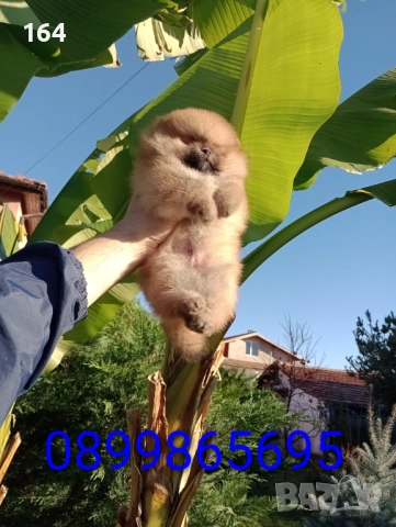 Мъжки Померан на 3 месеца . 