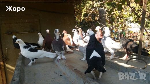 Типлери, снимка 7 - Гълъби - 20334809