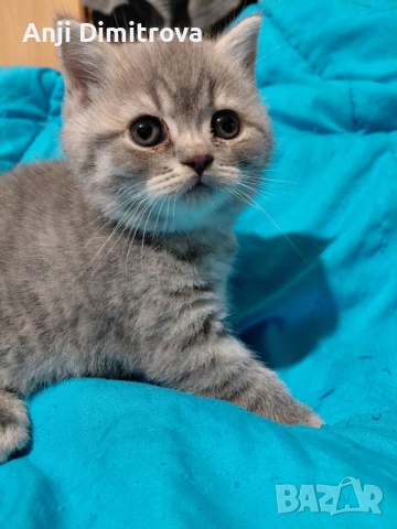 Британска късокосместа.